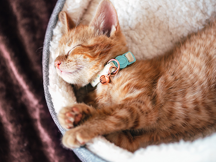 去​勢・避​妊手術